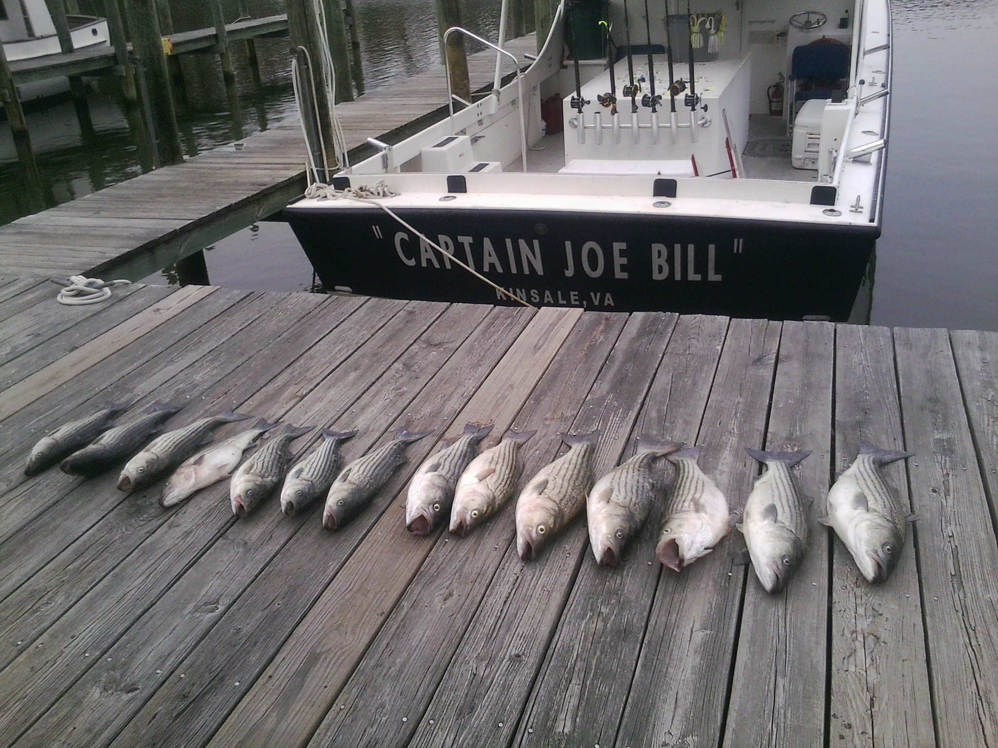 Fish caught and lined up on the dock