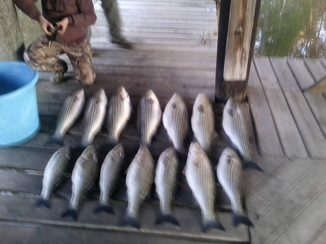 Fourteen fish lined up on the dock