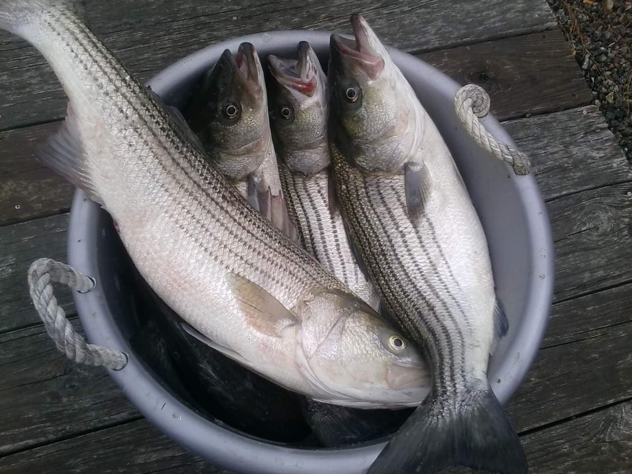 Rock Fish caught and in a bucket